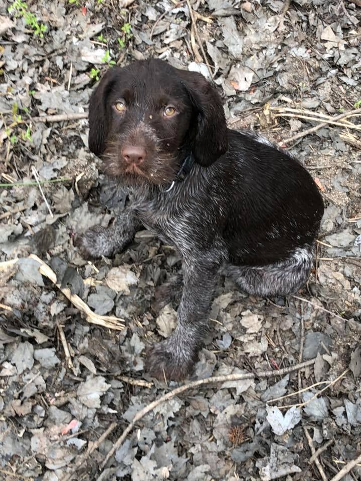 Bird clearance dog puppies