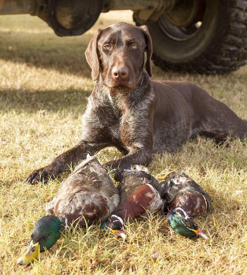 German wirehaired pointer training best sale